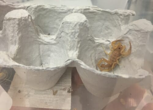 Photo: Scorpion on an open egg carton