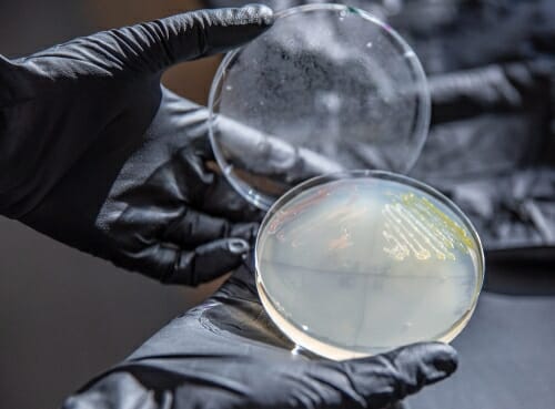 Photo: Gloved hands holding bacteria in a dish