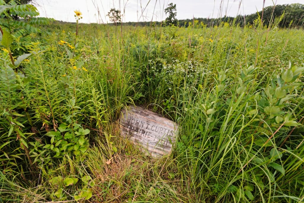 Photo: Plants in Curtis Prairie with stone marker on the ground