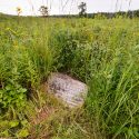 Photo: Plants in Curtis Prairie with stone marker on the ground