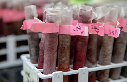 Photo: Test tubes full of red beet slurry.