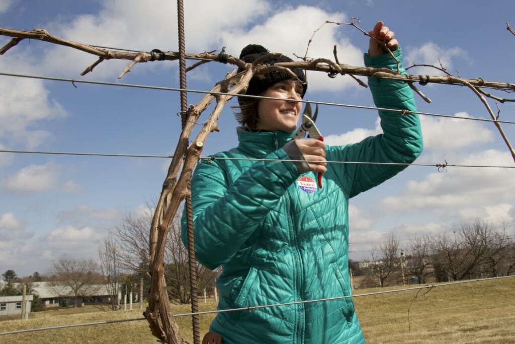 Photo: A woman uses clippers to trim a vine.