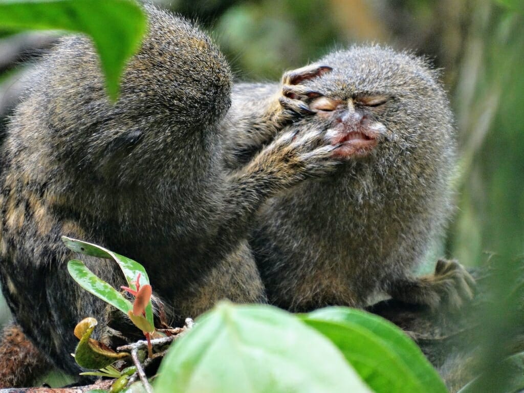 Photo: a pair of pygmy marmosets captured grooming each other in a tree