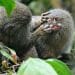 Photo: a pair of pygmy marmosets captured grooming each other in a tree