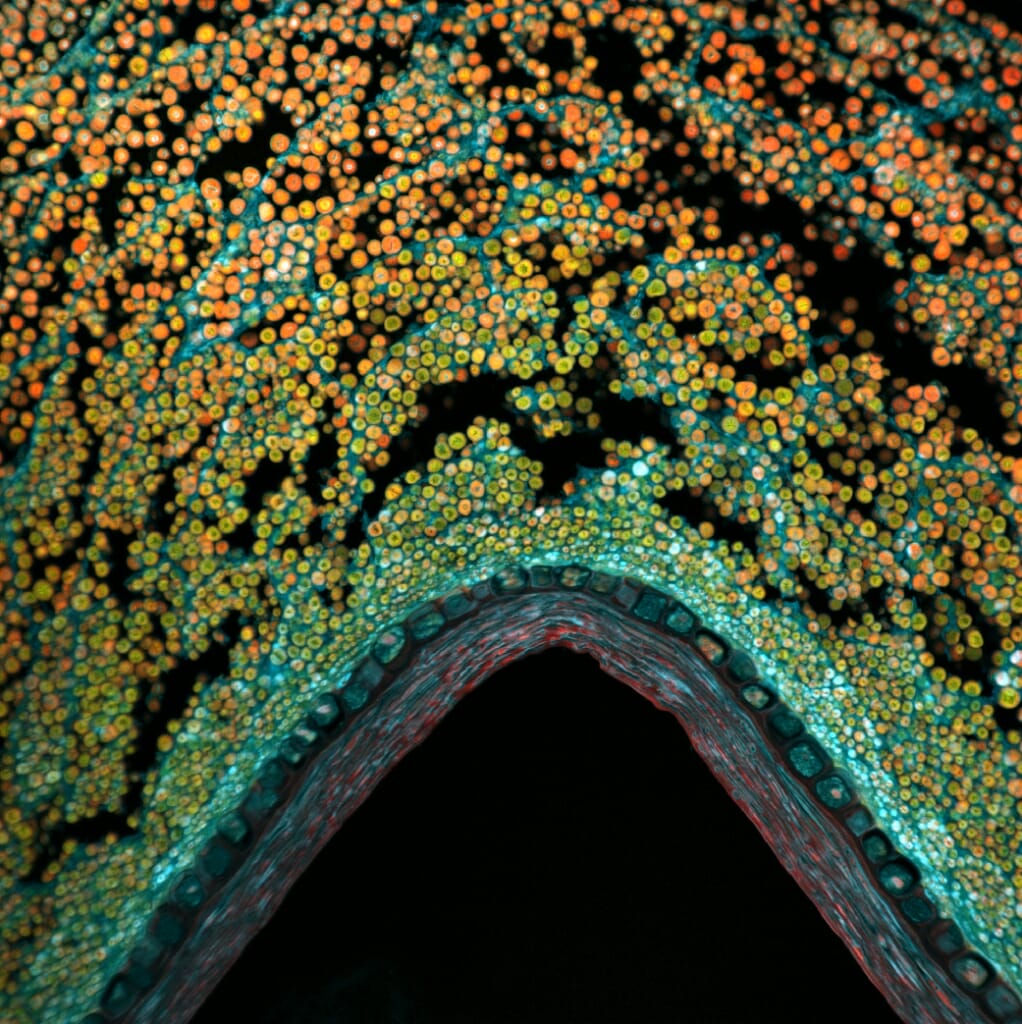 Photo: microscope image of the coleoptile — the protective sheath covering what would become an emerging shoot and first leaves — in a kernel of corn