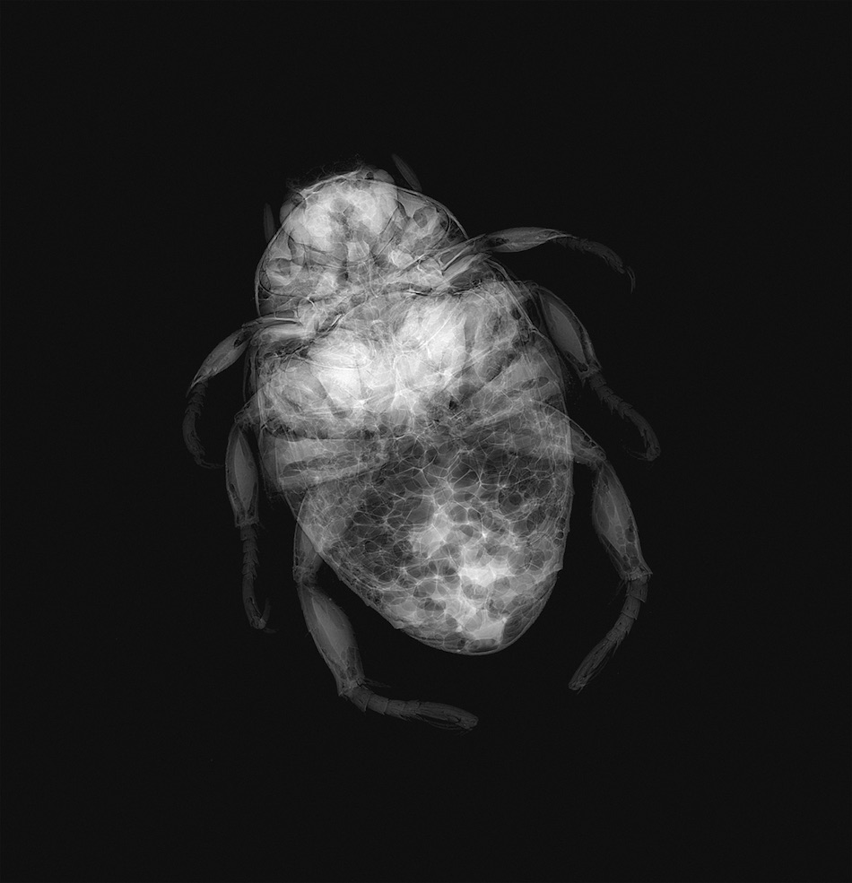 Photo: X-ray of a common invasive insect, the Japanese beetle