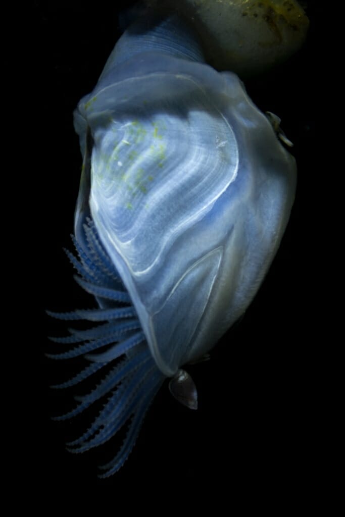 Photo: a blue buoy barnacle, a crustacean that makes its own floatation device for sailing ocean currents