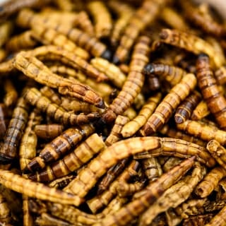 Photo: Dried mealworms in a bowl.