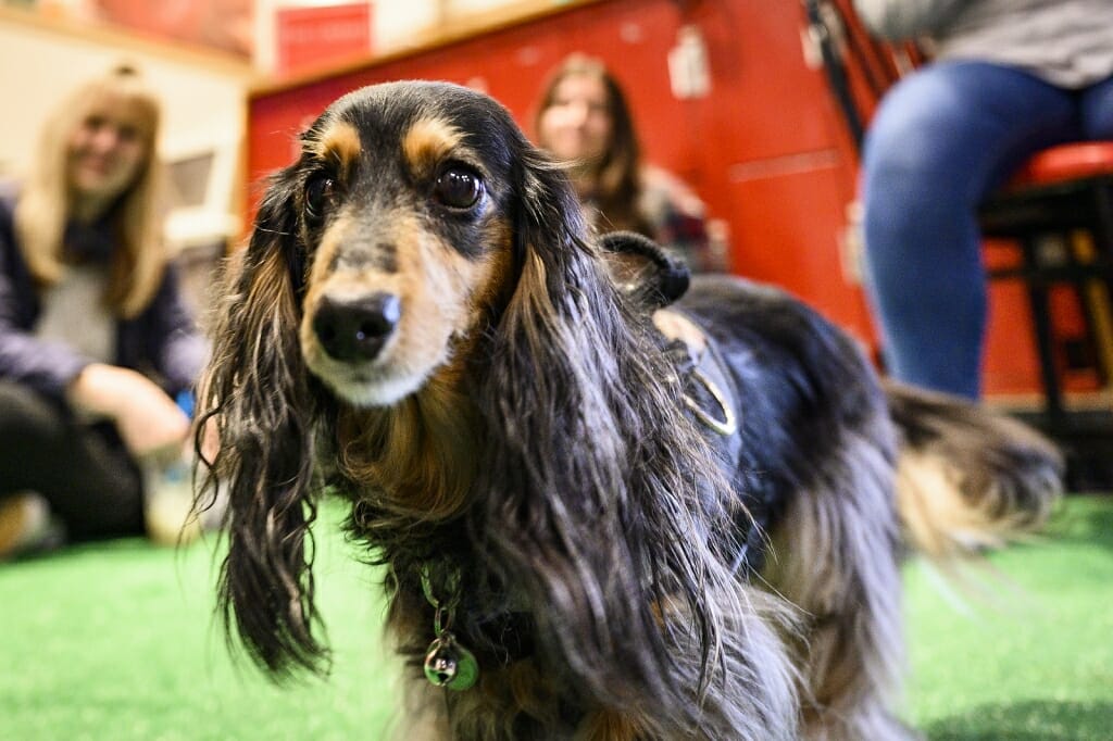 Photo: Portrait of Frankie the dachshund.