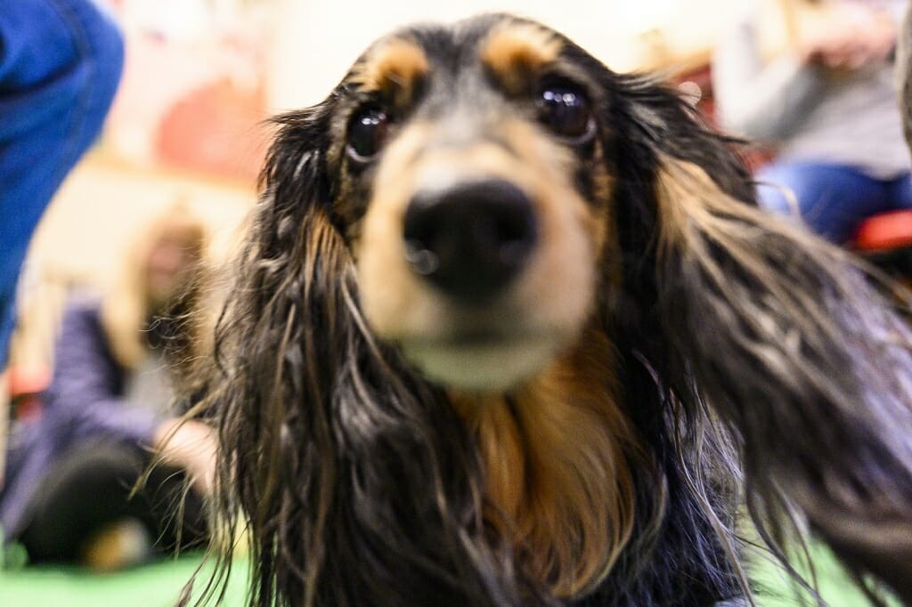 Photo: A close-up of a dachshund's face.
