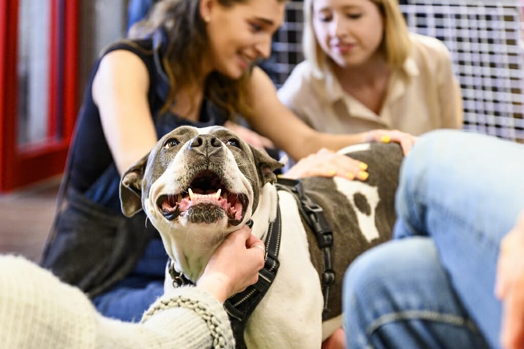 Photo: A pitbull mix is patted by three students simultaneously.
