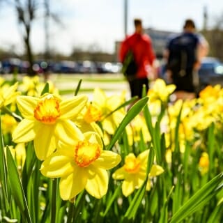 Photo: Yellow daffodils in the foreground, students walking in the background.
