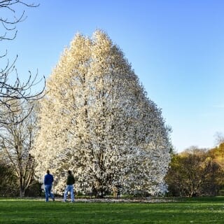 Photo: A white flowering tree.
