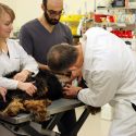 Photo: Three people in lab coats examine a dog on an examination table.