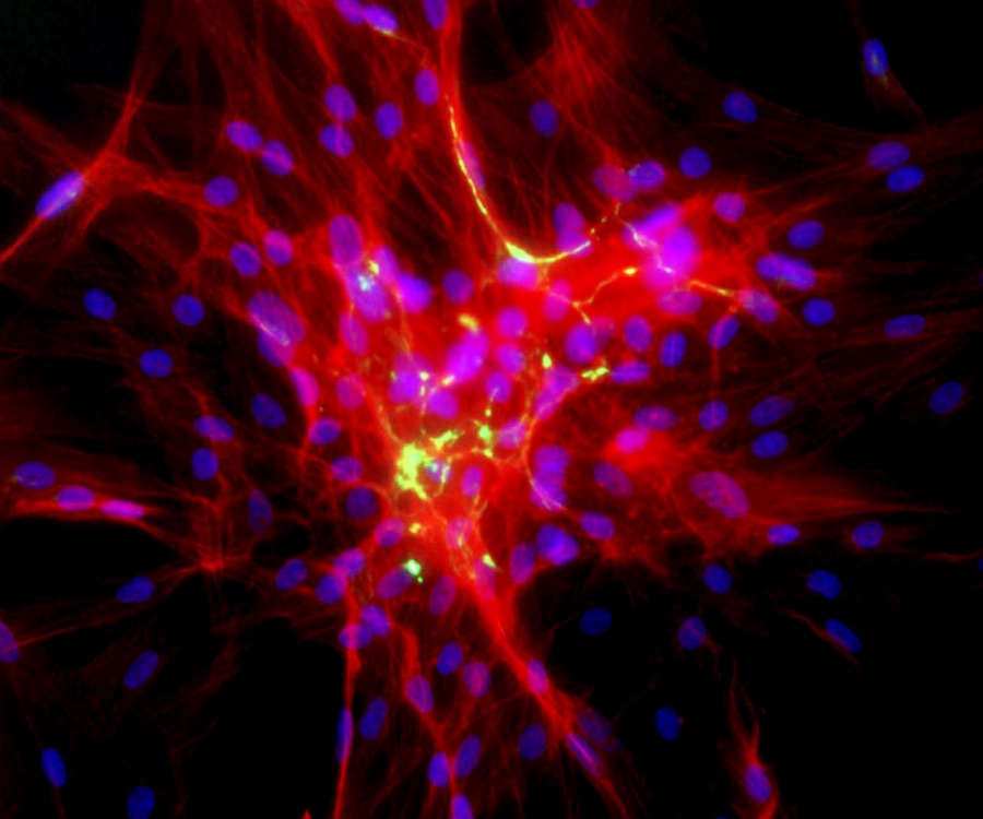 Photo: Cluster of migrating cells