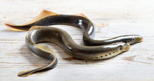 Photo: 2 lampreys