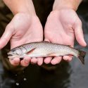 Wisconsin Department of Natural Resources (DNR) fisheries technicians collect trout from Plum Creek near Wauzeka, Wisconsin on July 28, 2016. Tony Goldberg, professor of epidemiology at the University of Wisconsin-Madison, will then collect a blood sample from the trout to test for emerging diseases in the fish population.  (Photo by Bryce Richter / UW-Madison)