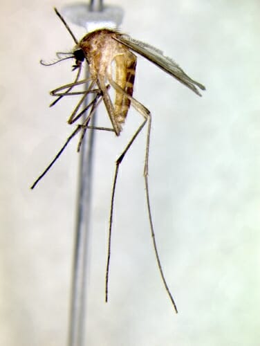 Photo: A closeup of a mosquito.