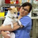 Photo: Veterinarian holding dog