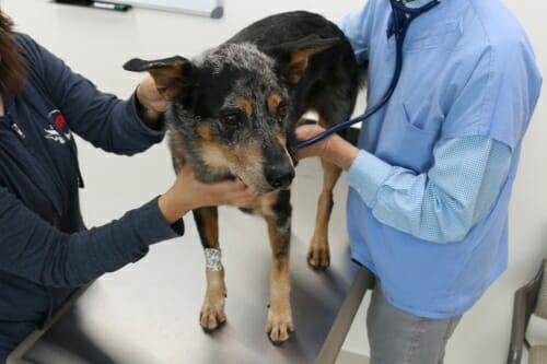 Photo: Dog being tended to by 2 people in clinic