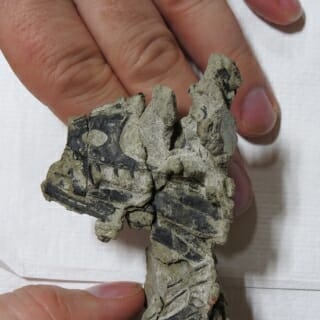 Photo: A fossil of a dinosaur's skull.
