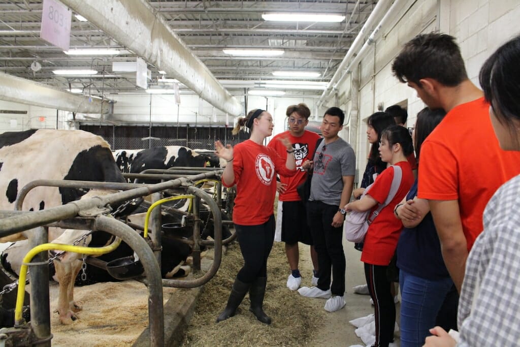 Photo: A student shows other students around a cow barn.