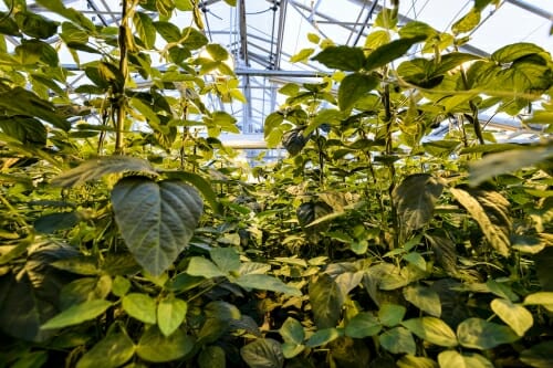 Photo: Closeup of plants in greenhouse