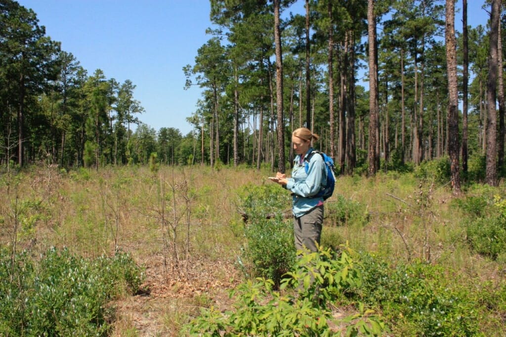 Scientists Connected Fragments Of Pine Savanna And New Species Keep Showing Up