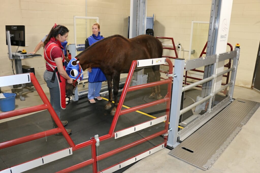 Photo: A horse stands in a machine.