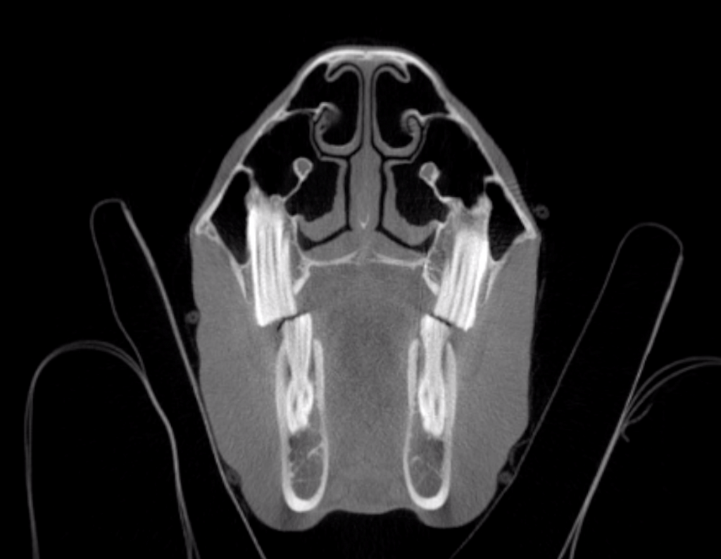 Photo: A cross section of a horse's head.