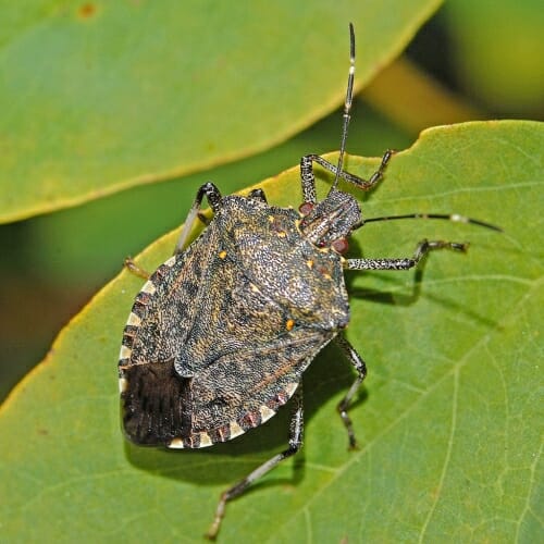 Photo: Closeup of bug on leaf