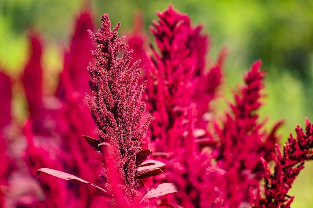 Photo: Bright red amaranth flowers.