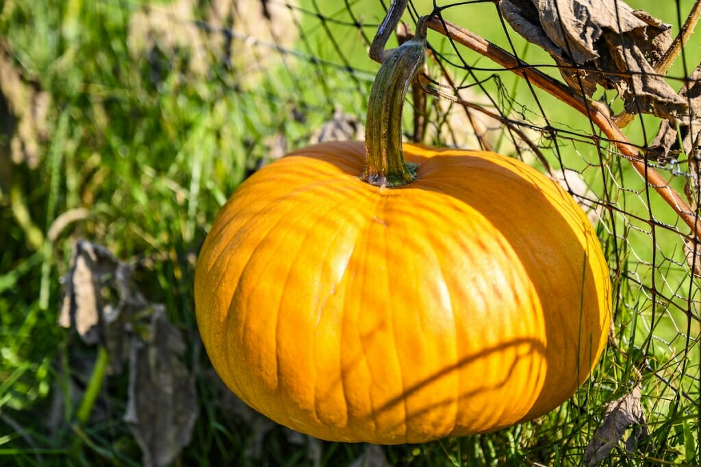 Photo: A pumpkin in the sun.