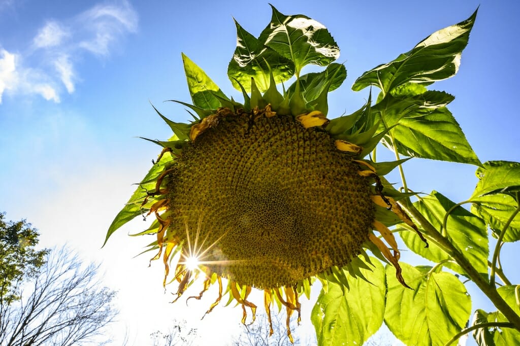 Photo: A sunflower.