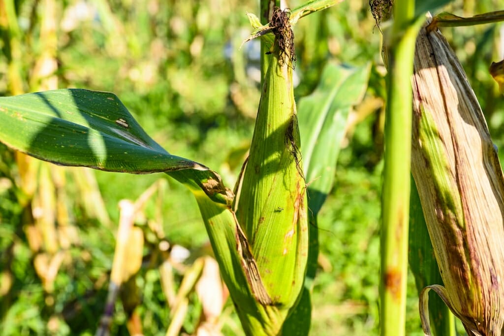 Photo: A stalk of corn.