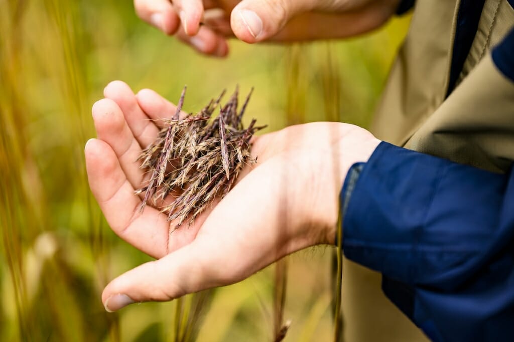 Photo: A handful of seeds