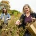 Photo: 2 women gathering seeds from plants