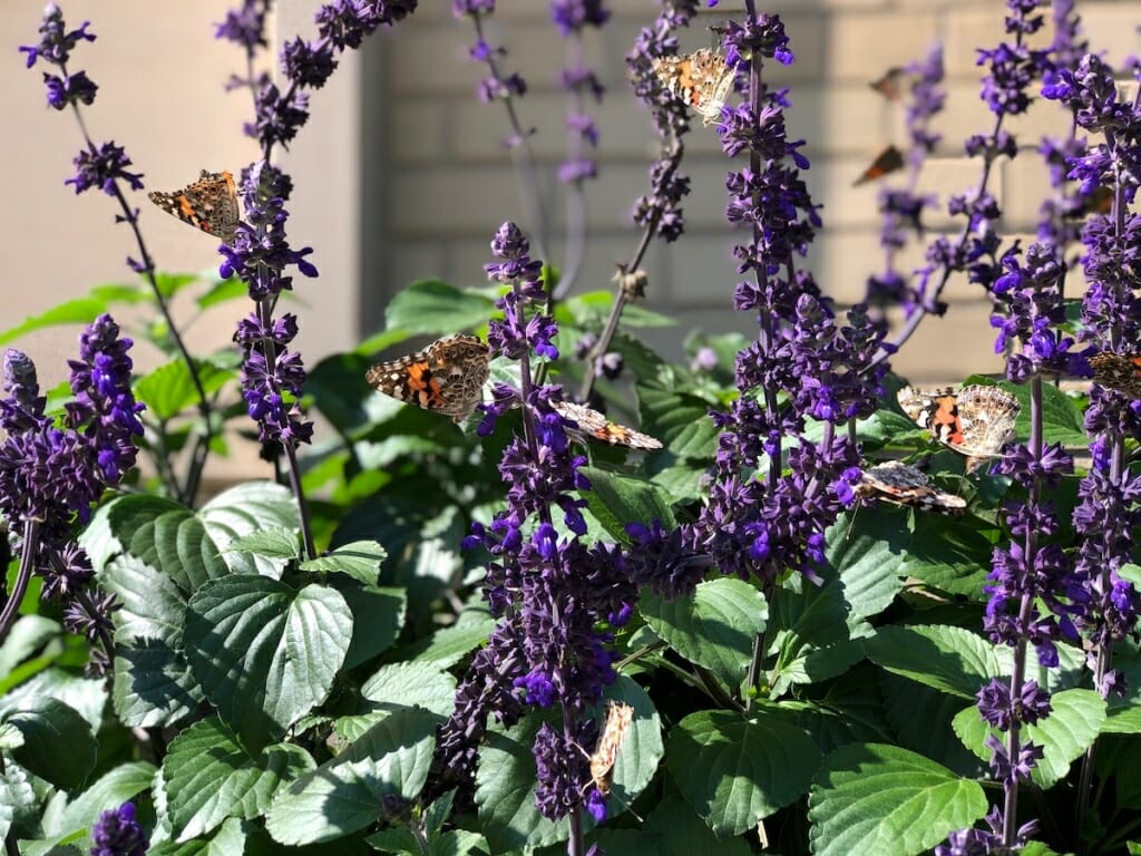 Photo: Butterflies on a plant.