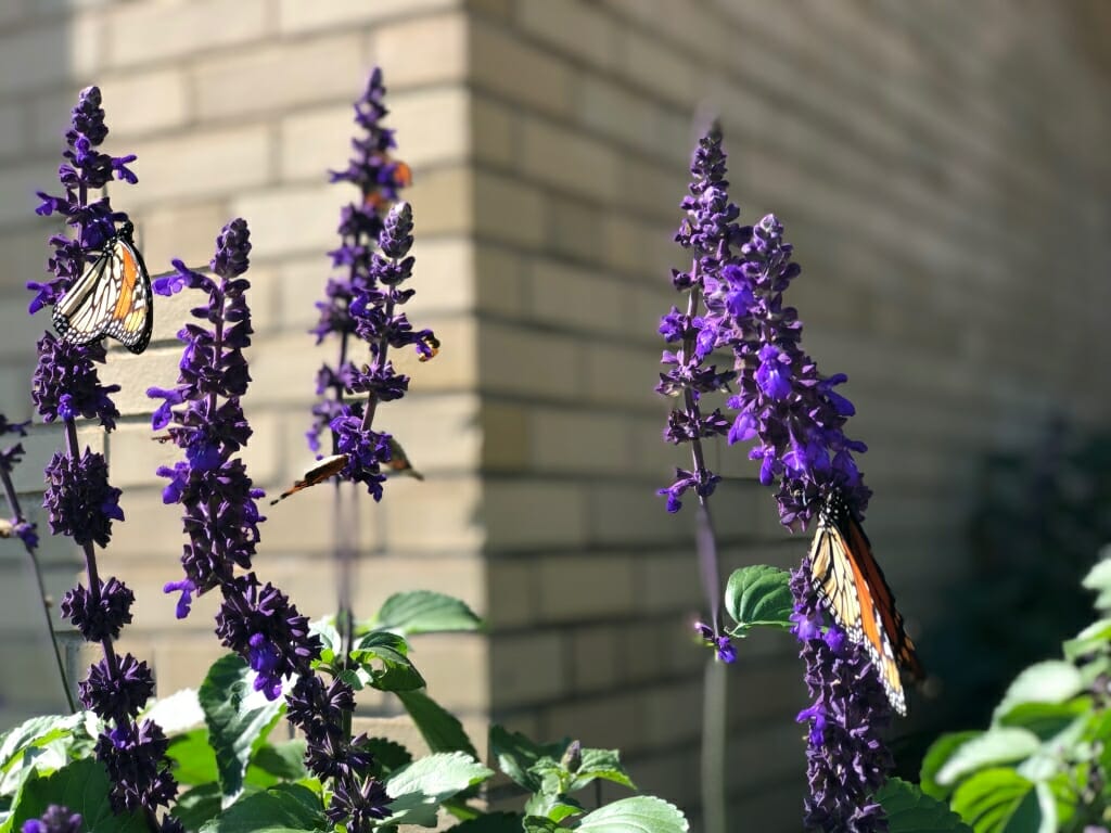 Photo: Butterflies sit on flowers