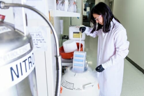 Photo: Researcher in lab working with stem cells