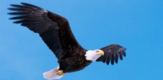 Newly discovered virus infects bald eagles across America