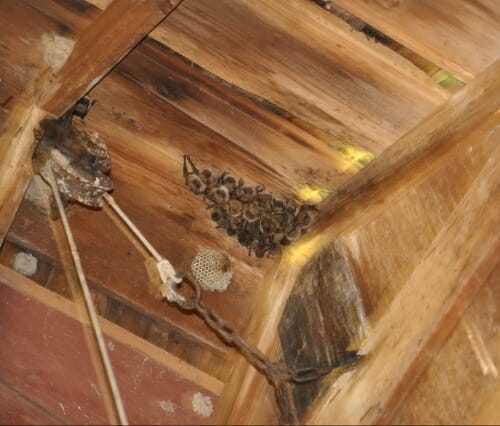 Photo: Large cluster of bats hanging from rafters in an attic