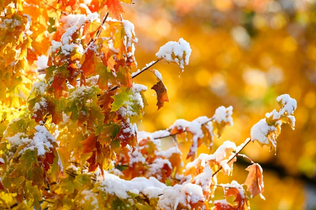 Photo: Snow drips off golden leaves.