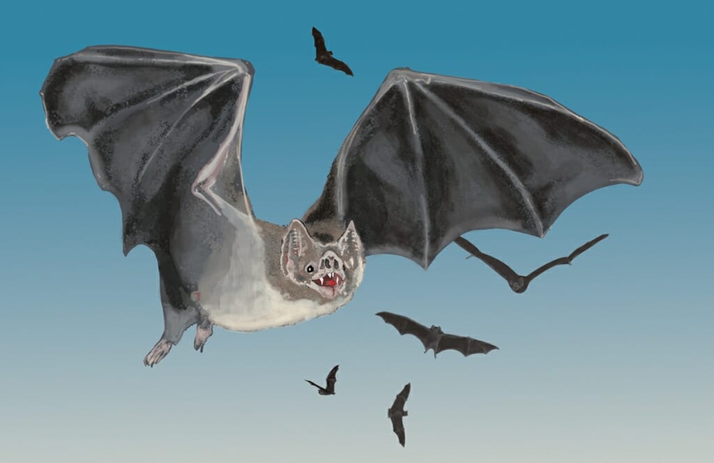 Illustration: Closeup of vampire bat in flight