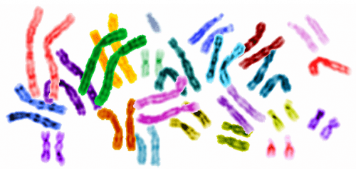 Image: Colorized representation of human genes