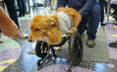 Photo: Dog in a wheelchair