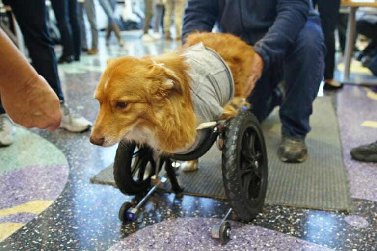 Firstyear engineering students design cart for dog without front legs