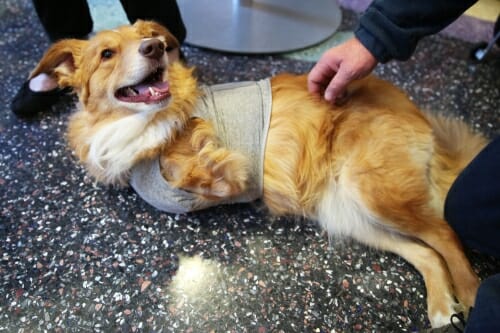 Photo: A dog without front legs rolls on the ground.