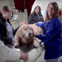 Photo: Scout on examining table surrounded by veterinary team in front of TomoTherapy machine
