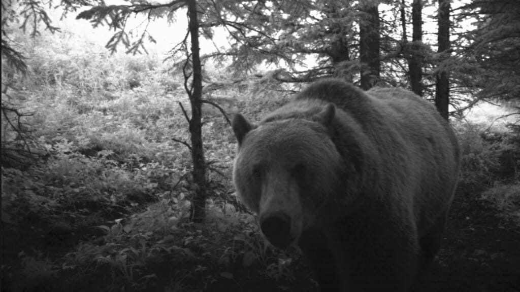 Photo: A grizzly bear in the woods.